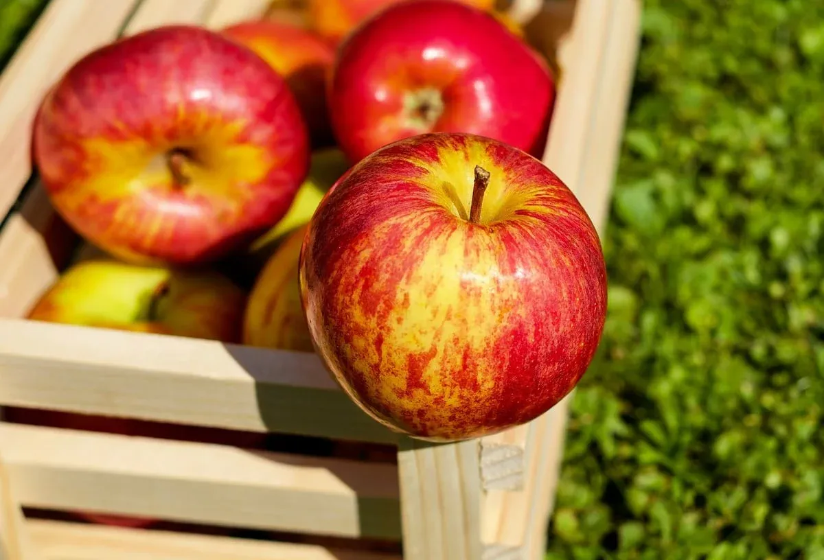 Red and yellow apples in a wooden crate on green grass