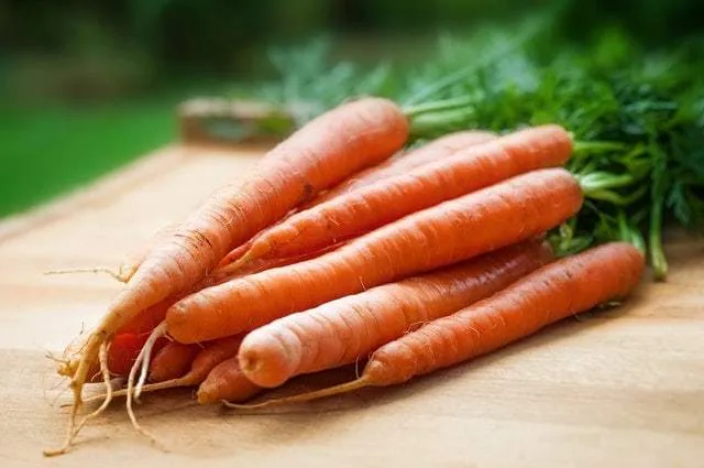 Bunch of fresh carrots with green tops on a wooden table