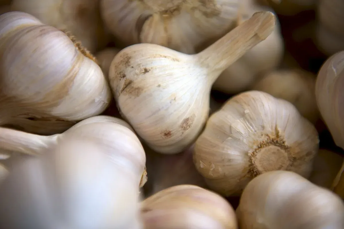 Close-up of several whole garlic bulbs