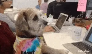 A scruffy dog in a colorful adoption bandana sits at an office desk with laptops